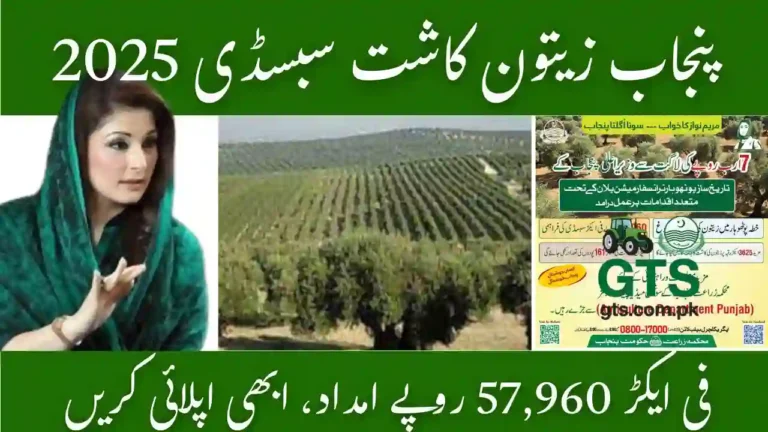 Punjab Olive Farming Subsidy 2025