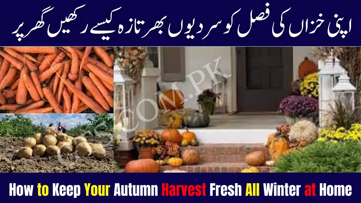Autumn Harvest Fresh All Winter