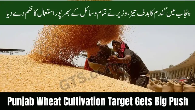 Punjab Wheat Cultivation Target Gets Big Push