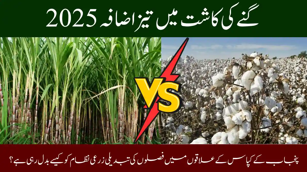 Sugarcane Expansion in Cotton Zones 2025